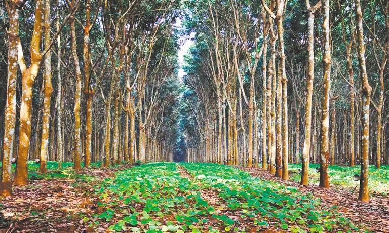 發展產業調研】林下生金AG真人app【高質量