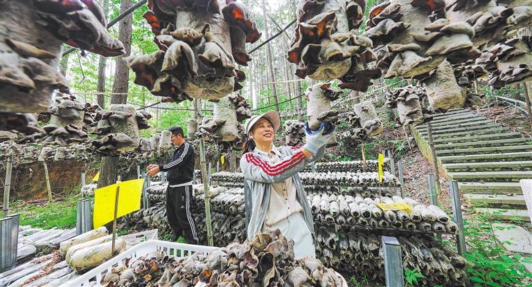 發(fā)展產(chǎn)業(yè)調(diào)研】林下生金AG真人app【高質(zhì)量(圖3) 發(fā)展產(chǎn)業(yè)調(diào)研】林下生金AG真人app【高質(zhì)量(圖3)